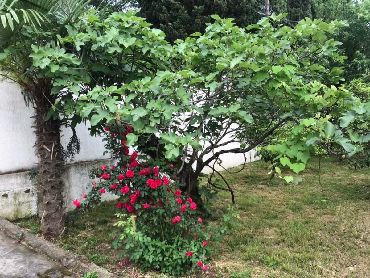 Guest house Dali Gagra Extérieur photo